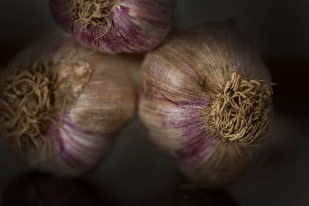 SWF_Garlic